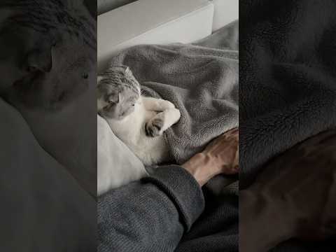 猫の動画サムネイル - 👶 #猫