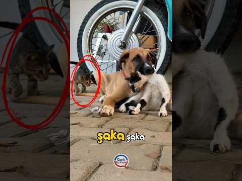 'KEDİ-KÖPEK GİBİ' DEYİMİNİ YERLE BİR EDEN DOSTLUK!