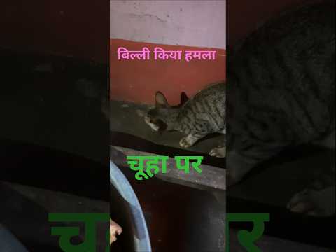 बिल्ली ने किया चूहा का सीकार #shorts #cat #wildlife #animals #discovery