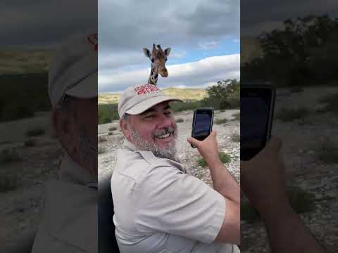 Feeding a giraffe never gets old🦒They are giant Follow Me Here!!

Meet Me Here_ https_//linktr.ee/thereptilezoo
Facebook_ https_//www.facebook.com/p