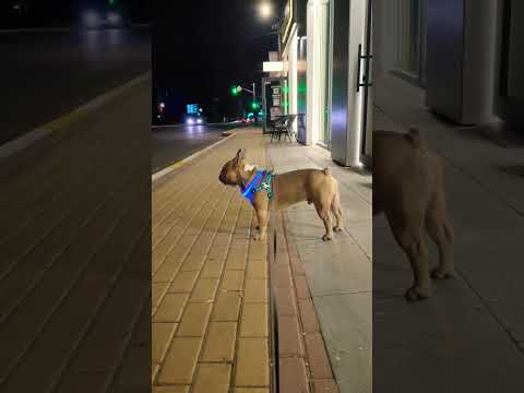 #bulldogfrances #frenchbulldog #tandemmtb #bulldog #frenchie #puppy #frenchbulldoglife #pets #poki