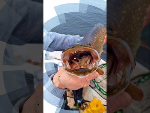 Love predator fishing 💪💪