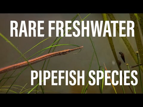 VERY RARE Freshwater Pipefish Species (Enneacampus Aquascaping 101 - Plants + Exotics + Reef

Live Aquarium Plants For Sale  (AQUASCAPING 101 ETSY) - h