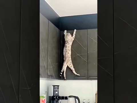 cat kitchen mai kiya kar rhi hai #trending #shorts 🐈🤣😂