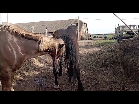 Год лошади жеребец работает 