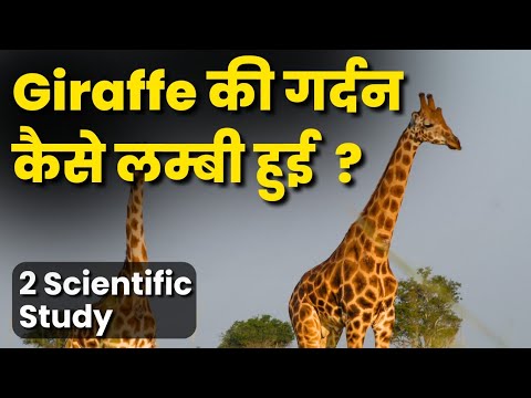 Giraffe की लंबी गर्दन कैसे हैं | Giraffe ki Neck ke Fayde | Giraffe long Neck work | Giraffe Facts