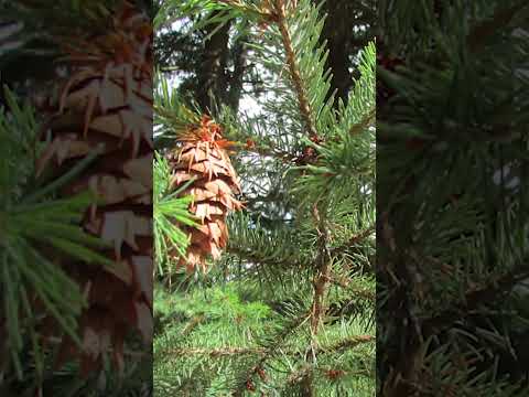 🔍 How to Identify a Douglas Fir 🌲 | SECRETS OF THE FOREST 🌳 | Fun Tree Facts for Kids! | TVOkids