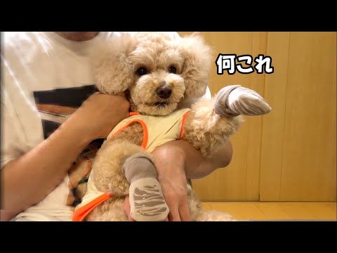 初めて犬用の靴を履いて戸惑う大きいトイプードル【デカプー】【トイプードルのロアくん】【toy pooddle】