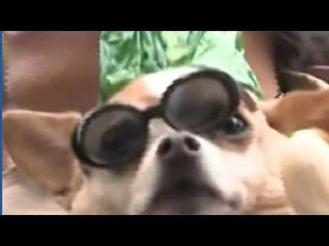 NYC Dog Parade