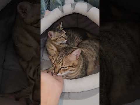 Tròn thích ôm khế khi ngủ #khethui #cat #animals