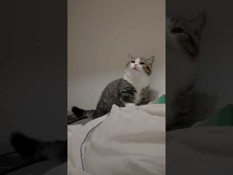 子猫のくしゃみ10連発