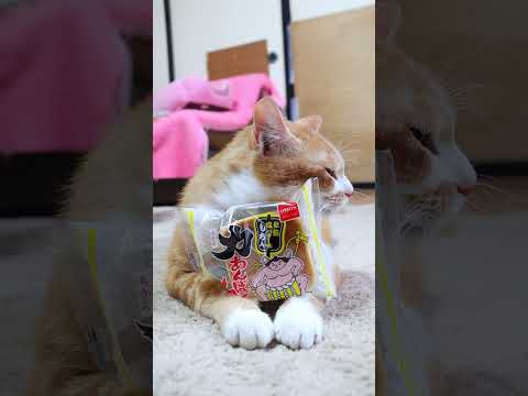 猫の動画サムネイル - 力あんぱん　粒餡塩バター味　250618 #cat #cute #猫のいる暮らし #ねこ #ねこ #ネコ #猫のいる生活　 #のせ猫　 #cutecat #pets