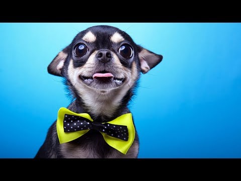 25 BIZARRE Dog Facts You Need To Know - UCWqJpFqlX59OML324QIByZA