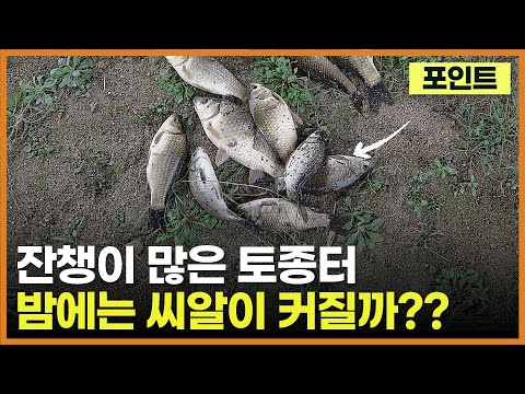 토종터 - 밤에 붕어 씨알이 커질까? (밤 7시 ~ 새벽 1시 까지)