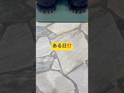 くまさんに‼️ #音源 #short #やばい