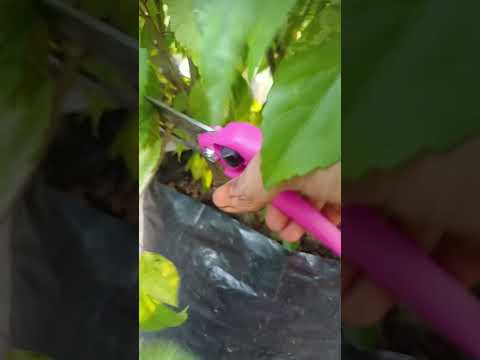 gardening 🪴|| #garden #terrace #trending #shorts #fyp #plants #vegetables #yt