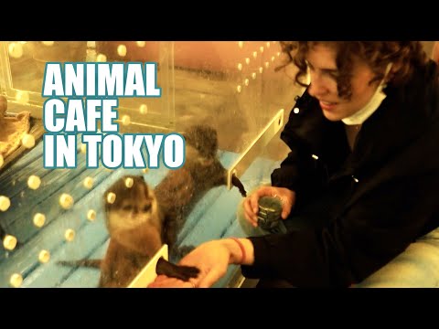 Unusual animal cafe in Tokyo: Playing with hedgehogs, otters and chinchillas