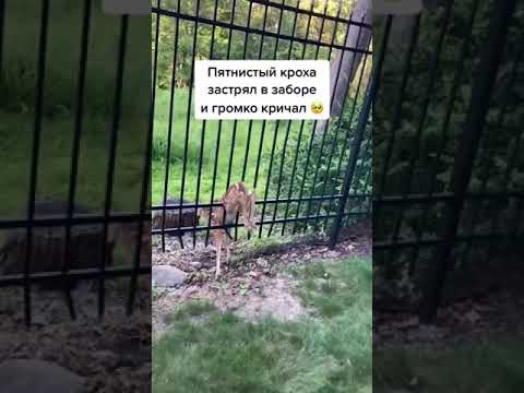 МУЖЧИНА СПАС ОЛЕНЯ, КОТОРЫЙ ЗАСТРЯЛ В ЗАБОРЕ/ A baby deer was rescued from FENCE