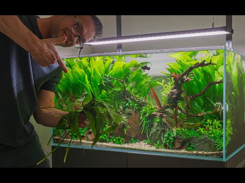 CLIENT'S 225 DAY OLD AQUASCAPE MAINTENANCE (4K) PRE-ORDER AQUATIC HABITATS BOOK NOW - https_//amzn.to/416WJlj

Website - https_//www.georgefarmerstu