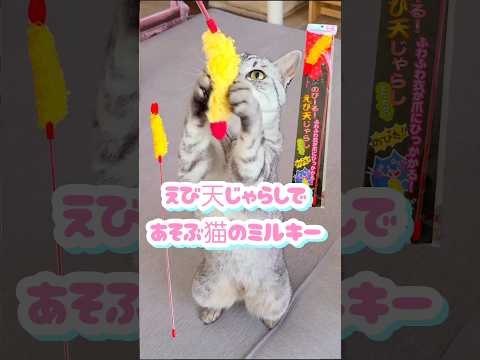 えび天じゃらしであそぶ猫のミルキー🐱 #shorts #猫 #猫動画 #猫のいる暮らし #えび天じゃらし #cat #catshorts #cats #猫が喜ぶ映像 #保護猫 #サバトラ #猫じゃらし