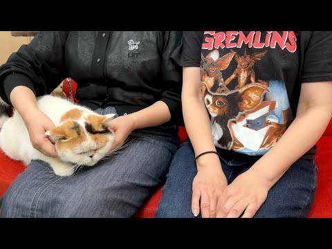 母と母のお姉さんを間違える寝ぼけた猫が可愛い