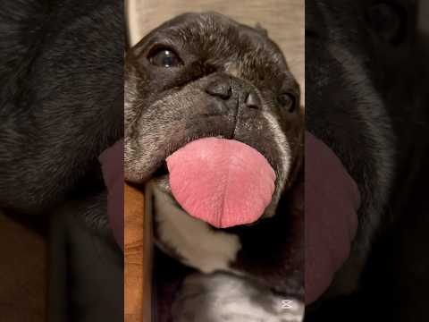 犬の舌ペロ、幅良し厚みよし申し分なし #Shorts