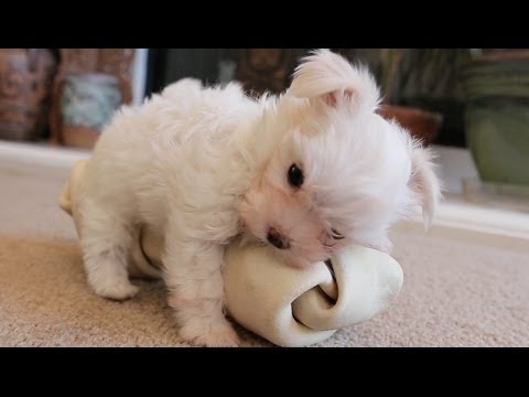 Puppy Is Smaller Than This Big Bone - UCPIvT-zcQl2H0vabdXJGcpg