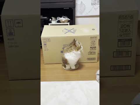 猫の動画サムネイル - 俺のこと呼んだ？