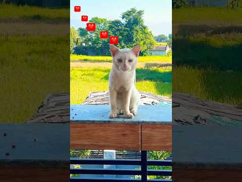 Aur cat family🐈❤️ #shorts #ytshorts #catshorts #pets #animals #cutecats #catvideo #trending #new