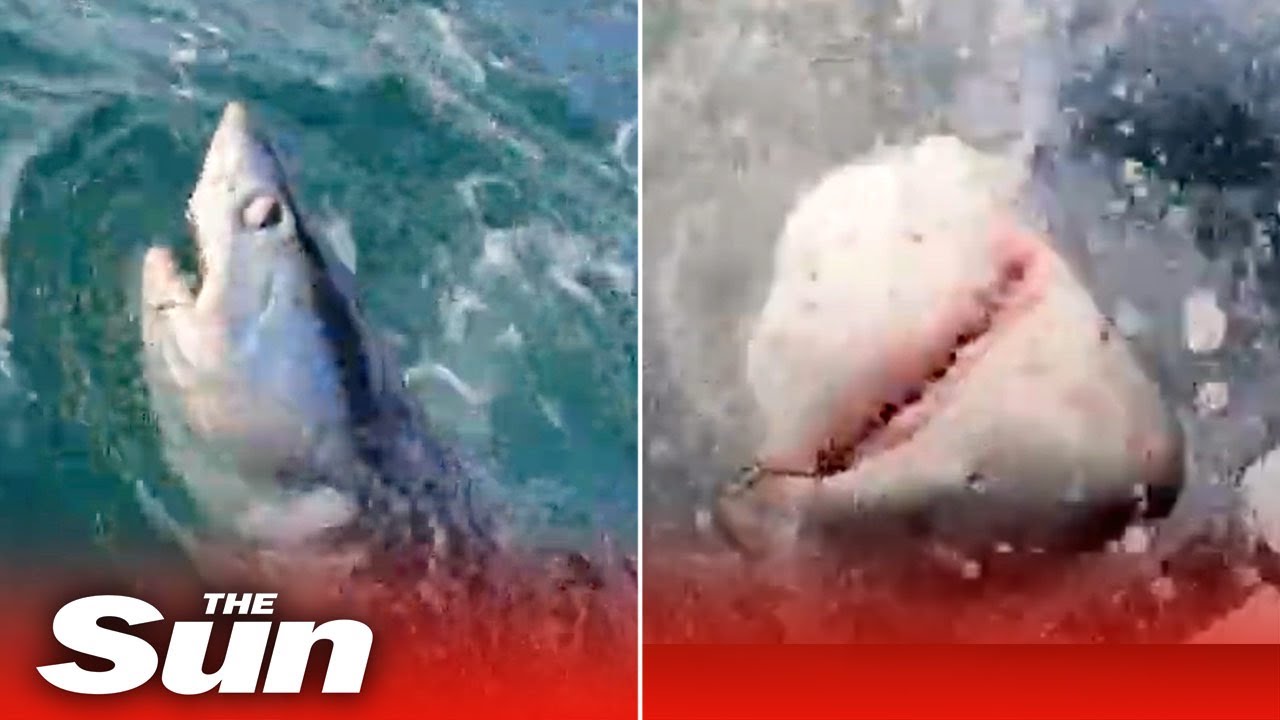 Massive 7ft shark caught off UK coast SNAPPING fisherman’s rod