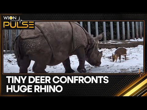 Deer vs Rhino: A Rare Face-Off Caught on Camera | PULSE