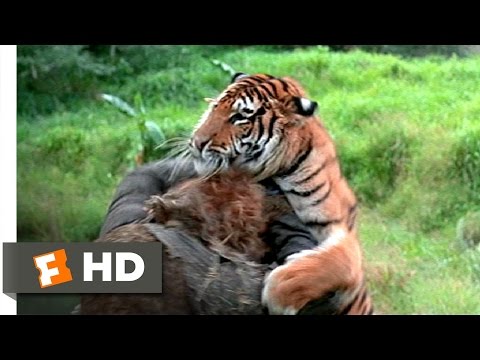 The Island of Dr. Moreau (5/12) Movie CLIP - Tiger vs. Tigerman (1977) HD - UC3gNmTGu-TTbFPpfSs5kNkg