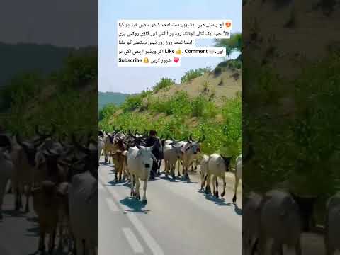 جب گائے نے روڈ بلاک کر دیا 😅🚗 | Real Life Funny Moment2. Road پر اچانک گائے آ گئی 😱 | Unexpected M