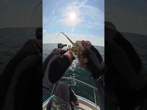 投稿再開！沖縄タマン釣り