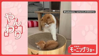 動画サムネイル