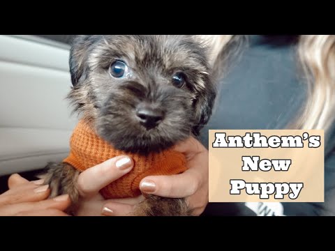 SURPRISE! NEW PUPPY FOR CHRISTMAS! | Paige Danielle