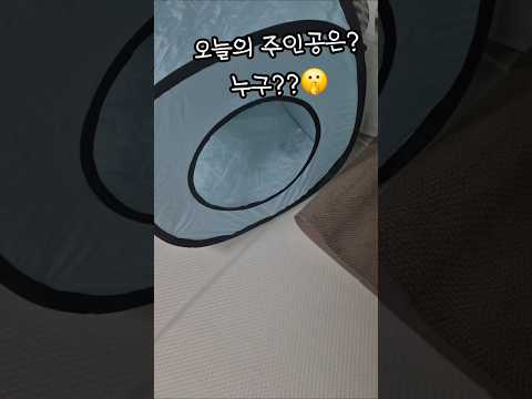 오늘의 주인공은 누구?? #오늘의주인공 #cat #catshorts #고양이 #고양이일상