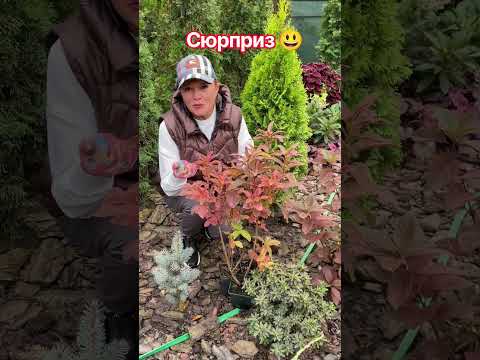 Неочікувано?Змінила колір.Азалія Oxydol #розсадник #garden #саджанці
