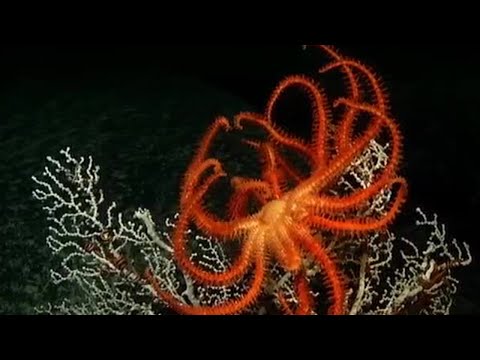 Undersea Volcanoes - Planet Earth - BBC - UCwmZiChSryoWQCZMIQezgTg