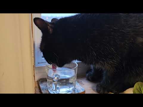Cosmo, the cute black cat, drinks water in the morning! Aww! #catshorts #cats #blackcat #love #cute