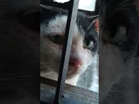 มาทั้งวันเลยกั๊บ #แมวขออาหาร Cat Waiting