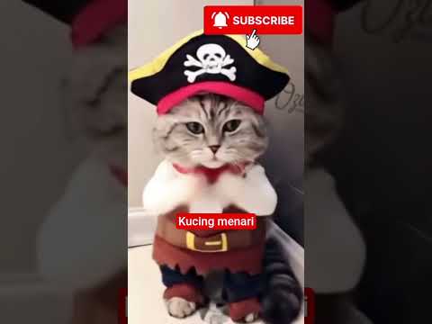 kucing menari
