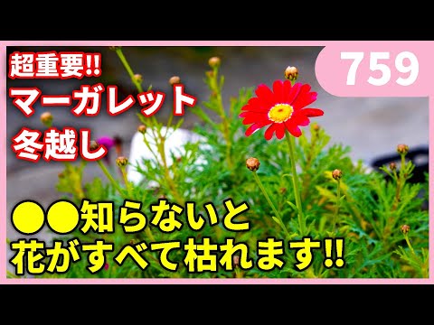 後悔しないマーガレットの冬越し ｂｙ園芸チャンネル 759 園芸 ガーデニング 初心者