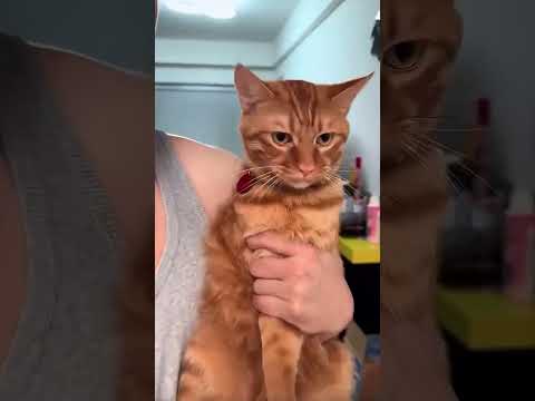 Relax with cat sounds 😽 #cat #sound #pets