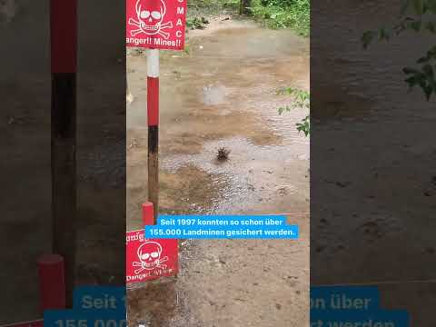 Ratten auf gefährlicher Mission  🐀