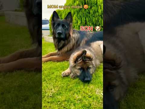 mom angry mood 😡 vs son part-2#trending #germanshepherd #lovesong #feed #viralshorts #dog#puppy