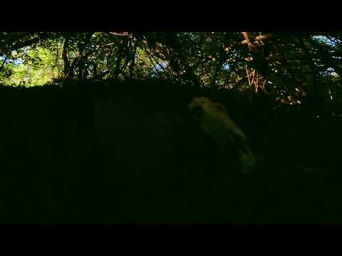 Hike On Hand Cut Trails #nature #hiking #blueheeler #austrailiancattledog #outdoors #animals