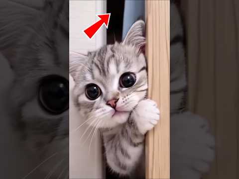 hello. #shorts #kucing #cute