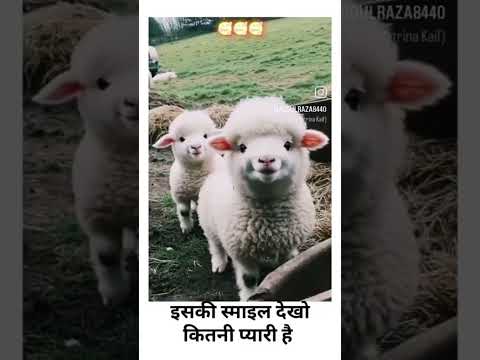 katil ko kahe do #ytshorts #andrast #azhari