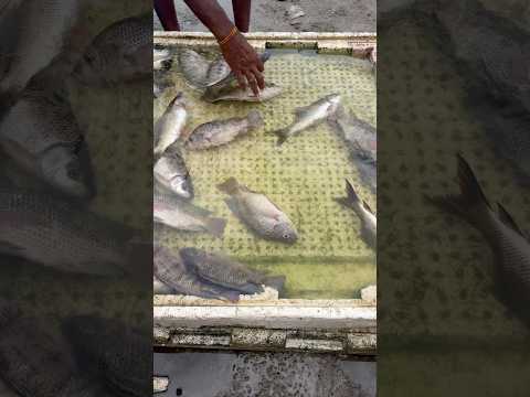 Chembarambakkam Lake Fish Market 🎣 Fresh Fish at Low Price 🐟 #shorts
